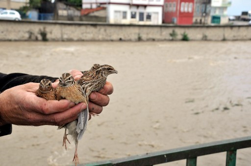 İnabolu'da gökten bıldırcın yağdı