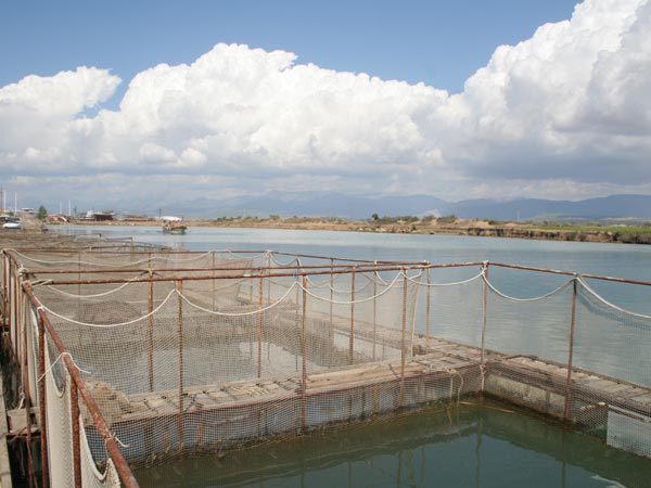 "Balık yasağında çiftlik balığı en iyisi"