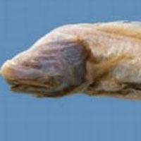 Beklenmedik Derinlikte Balıklar