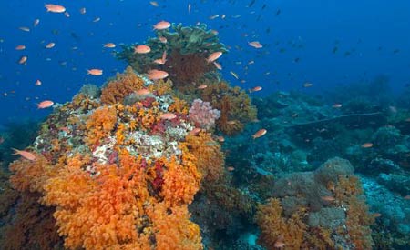 Mercan Resifleri, Tsunaminin Habercisi