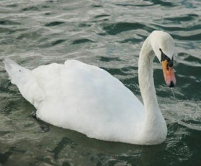 Göç Eden Kuğular Sorumsuzlara Hedef