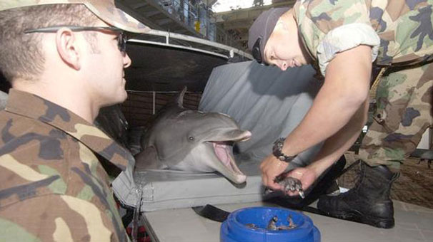 Rusya Deniz Kuvvetleri'nin Yeni Üyesi