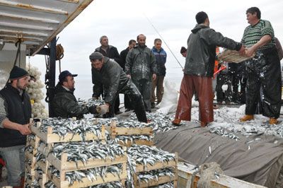 Çanakkale Boğazı’nda Sardalya Bereketi