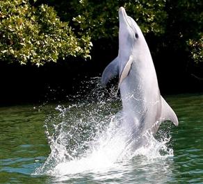Yunuslardan İlginç Gösteri