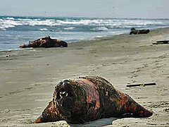 Peru&#039;da 300 Denizaslanını Zehirlemişler