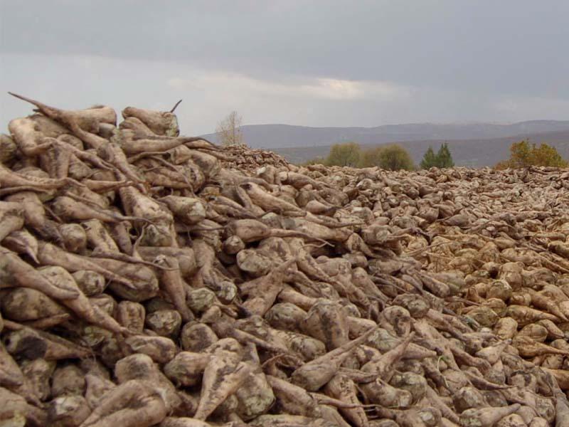 6 Şeker Fabrikasına Tek Talip
