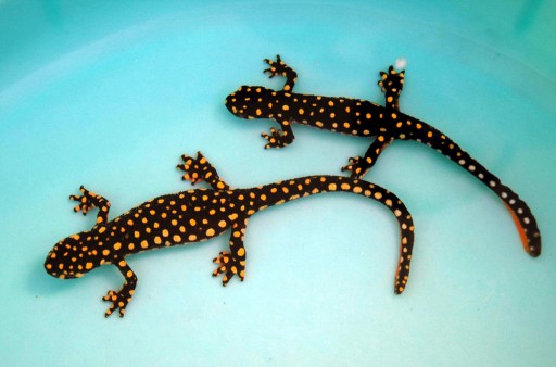 Şırnak'ta Bir Semender Türü Bulundu