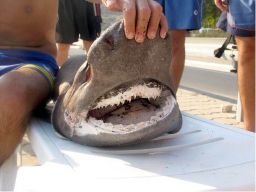 Köpekbalıklarının Soyu Tükeniyor