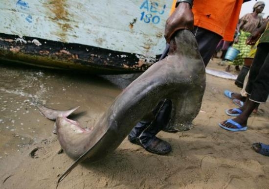 Köpekbalıkları Cinsel Güç Kurbanı