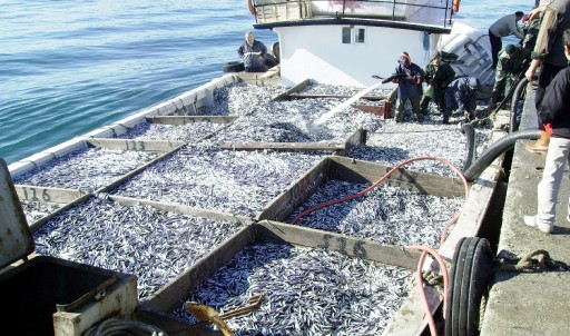 Sinoplu Balıkçılarda Av Telaşı