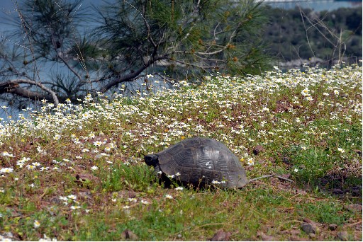 Sıcak ve Yağışlı Bir Bahar Geçecek