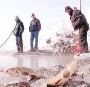 Sibirya Soğukları Balıkları da Vurdu