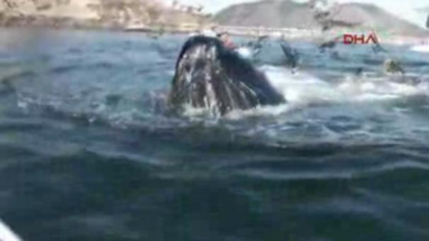 30 Tonluk Dev Balina Böyle Ortaya Çıktı!