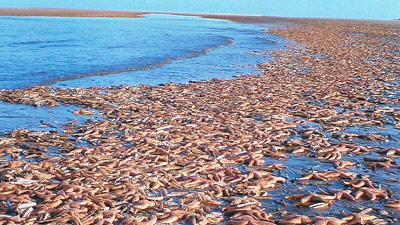 Binlerce Denizyıldızı Sahile Vurdu
