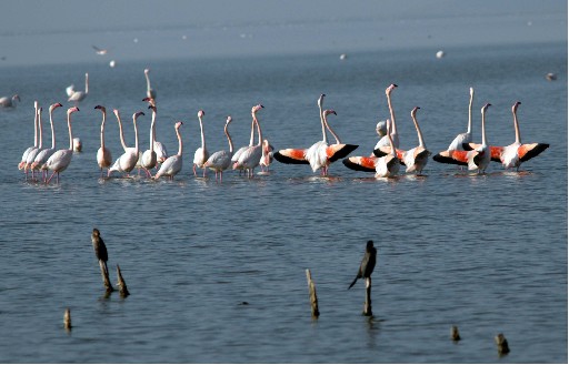 Türkiye&#039;deki Su Kuşları Sayıldı