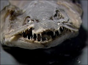 Bu Balık Yüzmüyor, Sürünüyor