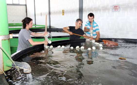 Avcılık Düşüyor, Yetiştiricilik Gelişiyor