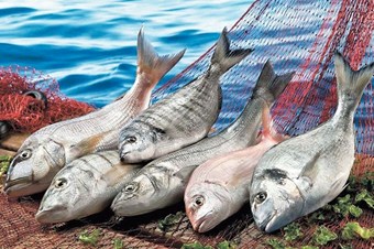 Su ve Hayvansal Ürünler İhracatı Arttı