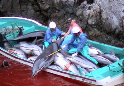 Yunus avı mücadelesi sonuç verdi