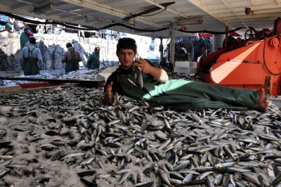 Karadenizde İstavrit Bolluğu