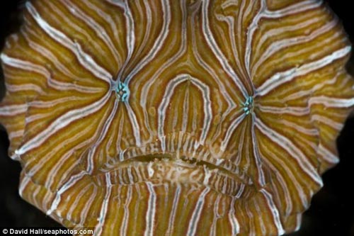 Bu Balık Top Gibi Sekiyor!