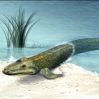 Evrime Işık Tutan Balık