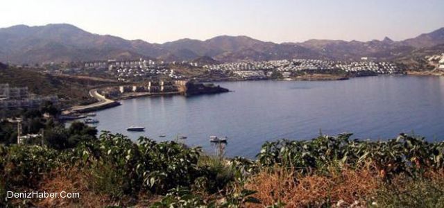 Tilkicik Koyu, Palmali Grup'un