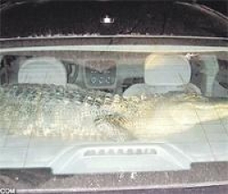 Arabadaki Kaçak Bu Kez Timsah