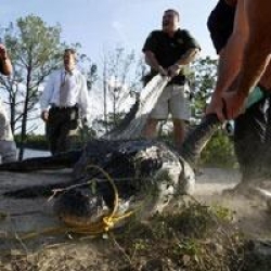 Timsahı Yarıp Kolu Çıkardılar