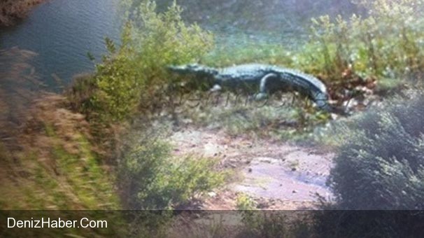 Komşuda Timsah Paniği