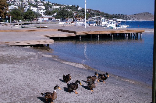 &#039;Türkbükü Venedik Gibi Olacak&#039;