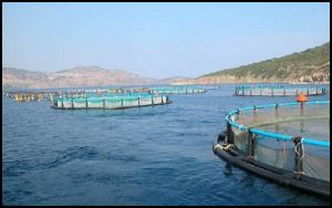 TYD Balık Çiftlikleri raporu