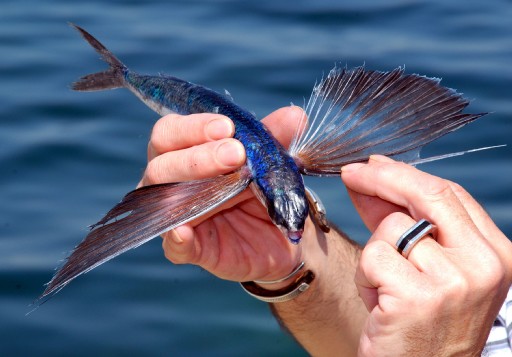 Uçan Balık Ağlara Takıldı