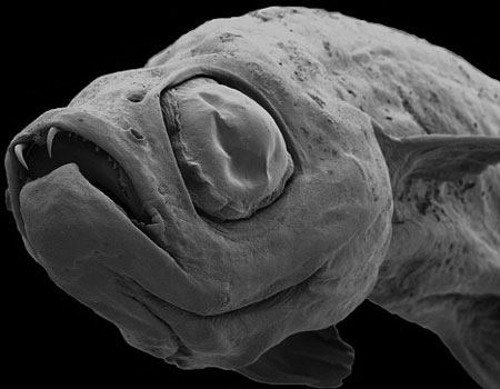 Bu Da " Vampir " Balık