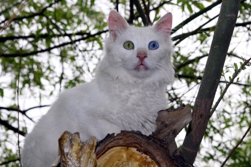 Van Kedisine Büyük İlgi