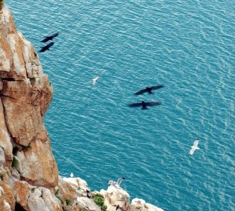 Van Gölü'nde Martı Dansı