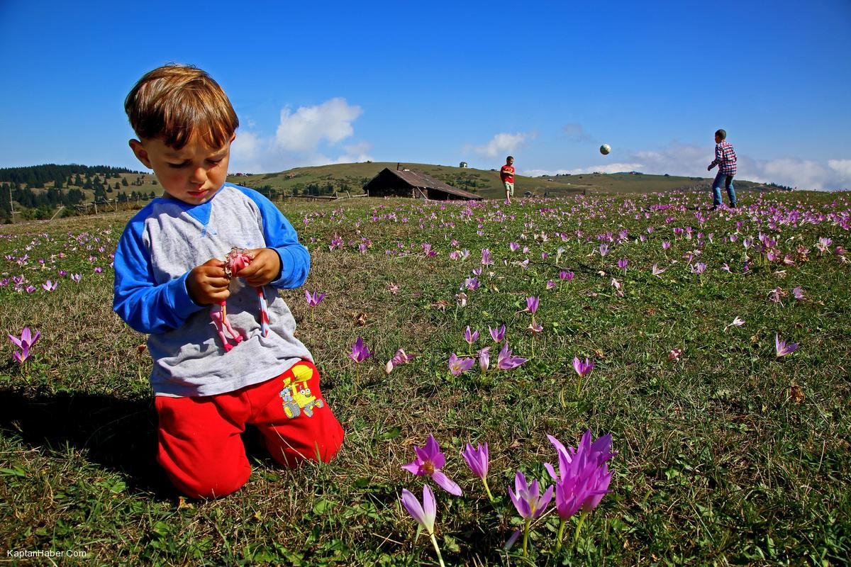 Kışın habercisi "vargitler" çiçek açtı