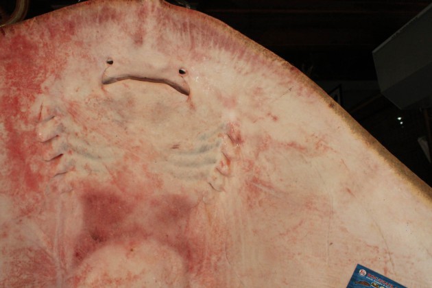 İlginç Vatos Balığı Şaşırttı!