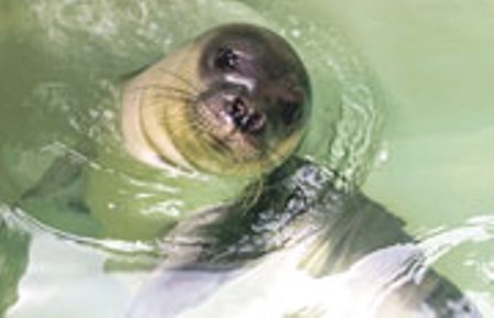 Akdeniz foku Victoria Taburcu Edildi