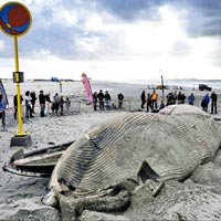 Denizde Virüs Alarmı