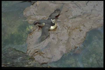 Eyvah! Poyraz mazotu bize sürüklüyor