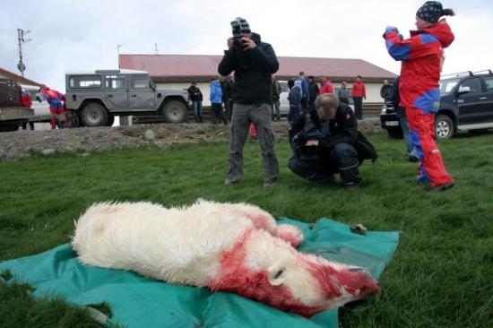 Kutup Ayısına 2. Kez Aynı Vahşet