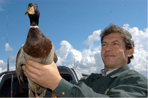 Yaban Ördekleri Doğaya Salındı