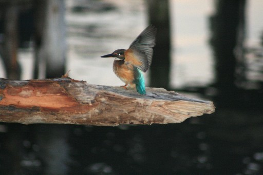 Yalıçapkınları Göz Kamaştırıyor