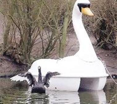 Yalnız Kuğuya Mutlu Son