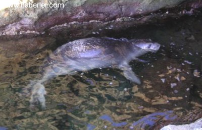 Fok Balığı Yolunu Şaşırdı