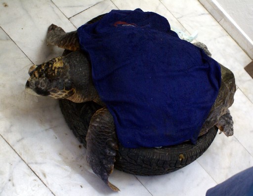 Sahilde Yaralı Caretta Caretta