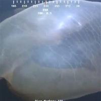 İşte Deniz Dibindeki İlginç Yaratık