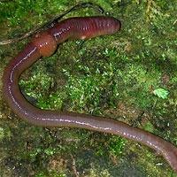 &quot;Yaşam İksirini&quot; Taşıyor Olabilir