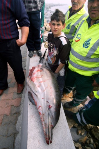 Marmara'da Ölen Yunuslar Boğulmuş